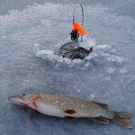 Leashes for pike jigs - fluorocarbon or fishing line? Tips and reviews 