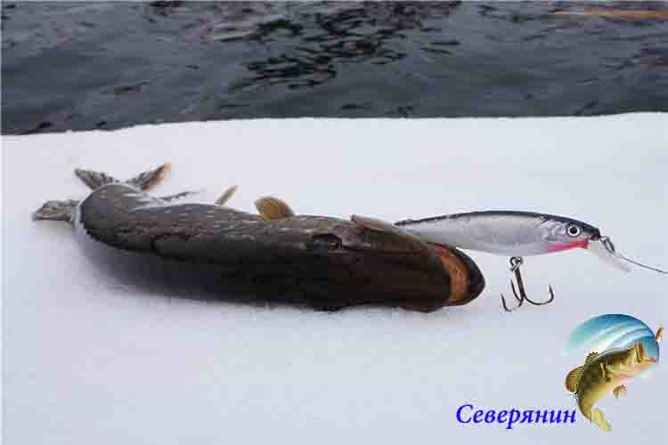 Lures - what does the March pike take?