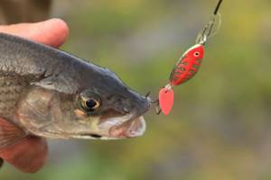 Lures for grayling