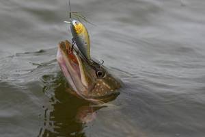 Lures for pike in April