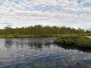 The nature of the Kola region makes it possible to choose the most beautiful places for fishing