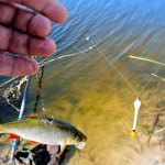 The process of fishing with live bait