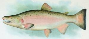 Commercial fish coho salmon