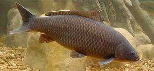 Game-fish-Names-descriptions-and-types-of-game-fish-28