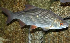 Game-fish-Names-descriptions-and-types-of-game-fish-33