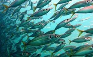 Промысловая-рыба-Названия-описания-и-виды-промысловой-рыбы-35