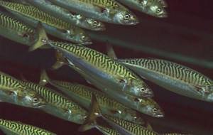 Промысловая-рыба-Названия-описания-и-виды-промысловой-рыбы-43