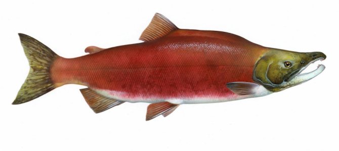 Commercial fish sockeye salmon