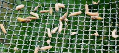 Sifting maggots through a sieve