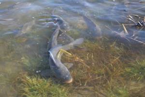 Silver carp breeding pond