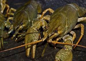 Crayfish as bait for fishing: how to catch and bait crayfish