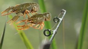 Crayfish and rod tip