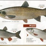 Differences between asp, carp and chub