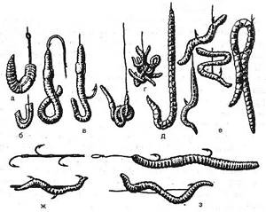 Различные способы насаживания навозного червя на крючок