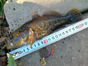 Размеры рыбы ротан