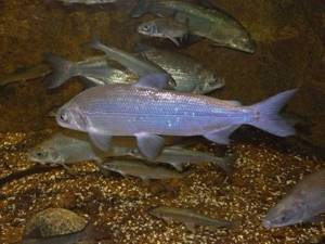Whitefish breeding