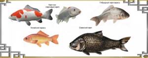 Varieties of carp