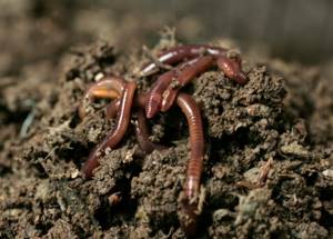 Breeding Californian worms.jpg