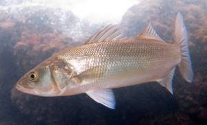 Sea bass breeding
