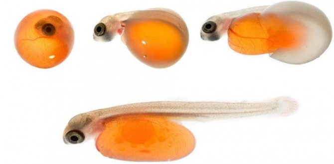 Development of fish from eggs