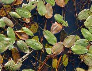 pondweed in the tench fishing area