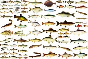 River fish. List of predatory and peaceful freshwater fish 
