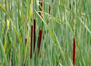 angustifolia cattail: a plant that attracts tench