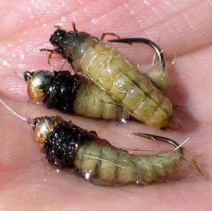 caddisfly and its larvae description