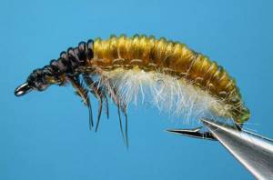 caddisfly and its larvae habitat