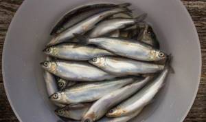 Vendace fish. Recipe for cooking in the oven, grill, grill, frying pan 