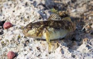 Fish-goby-Description-features-species-lifestyle-and-habitat-of-fish-goby-1