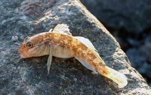 Fish-goby-Description-features-species-lifestyle-and-habitat-of-fish-goby-2