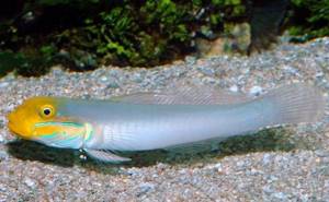 Fish-goby-Description-features-species-lifestyle-and-habitat-of-fish-goby-5