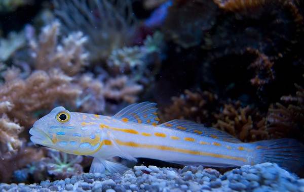 Fish-goby-Description-features-species-lifestyle-and-habitat-of-fish-goby-6