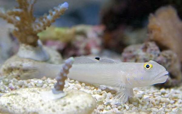 Fish-goby-Description-features-species-lifestyle-and-habitat-of-fish-goby-7
