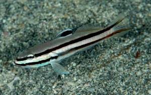 Fish-goby-Description-features-species-lifestyle-and-habitat-of-fish-goby-8