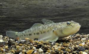 Fish-goby-Description-features-species-lifestyle-and-habitat-of-fish-goby-9