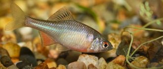 Gorchak fish: biological characteristics of the species