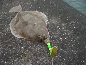 where is flounder fish found?