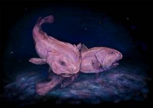 Рыба-капля: герой мемов и живой холодец по совместительству