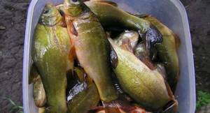 tench fish properties
