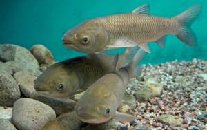The fish has an elongated, slightly flattened body, a low head with a straight mouth