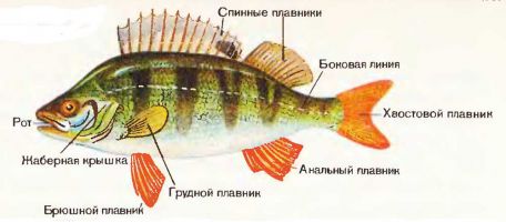 Рыба Окунь, описание, нерест и максимальный вес