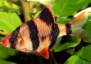 Fish with red fins: name, description, photo