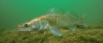 pike perch fish underwater
