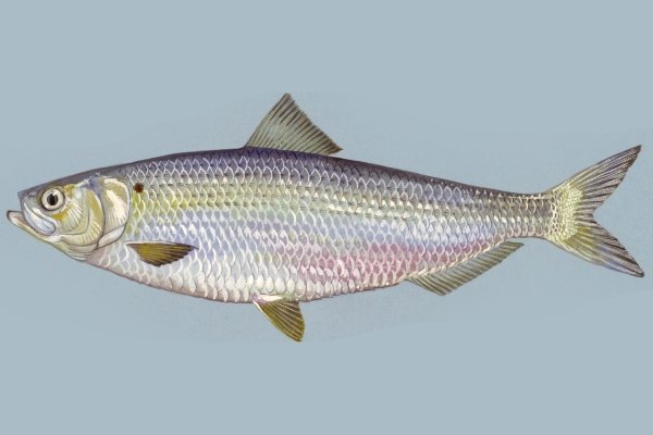 Curd fish
