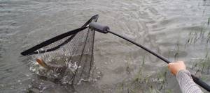 Fish in a landing net