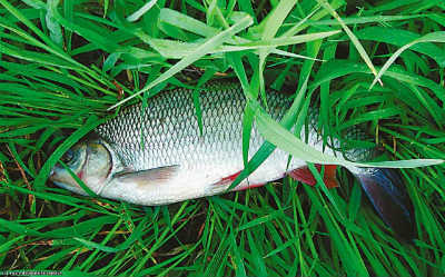 Ide fish in the grass