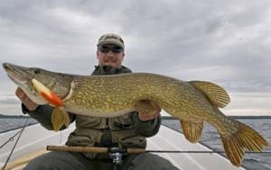 Fisherman holding pike with jerk