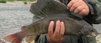 Fisherman with a huge grayling